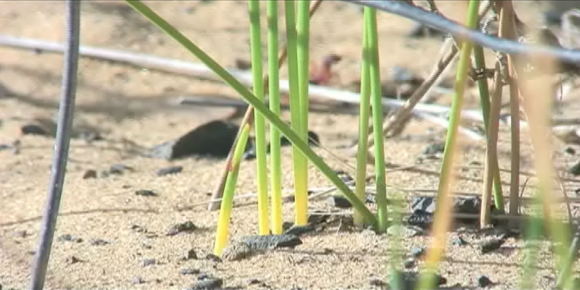 Screen Shot 2018-04-14 at 12.23.22 PM.png