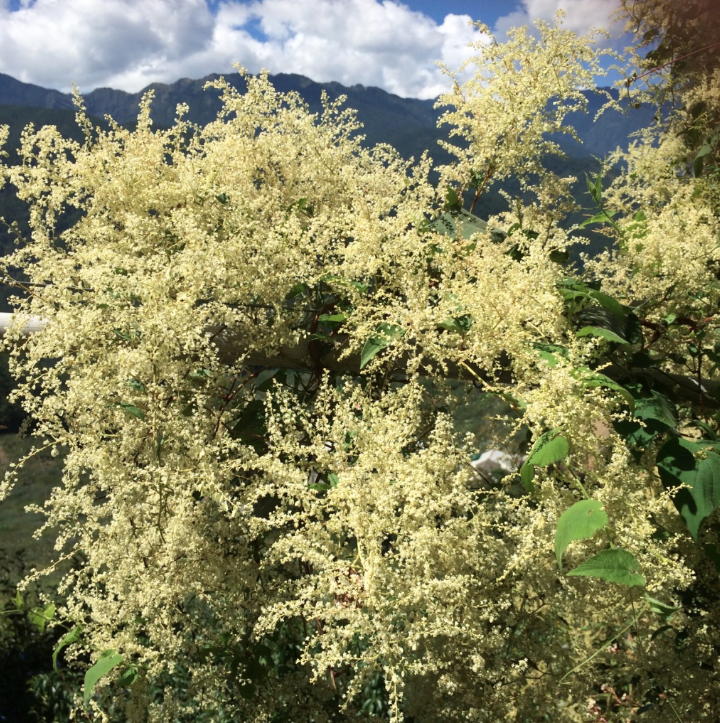 螢幕快照 2017-10-14 下午7.40.22.png