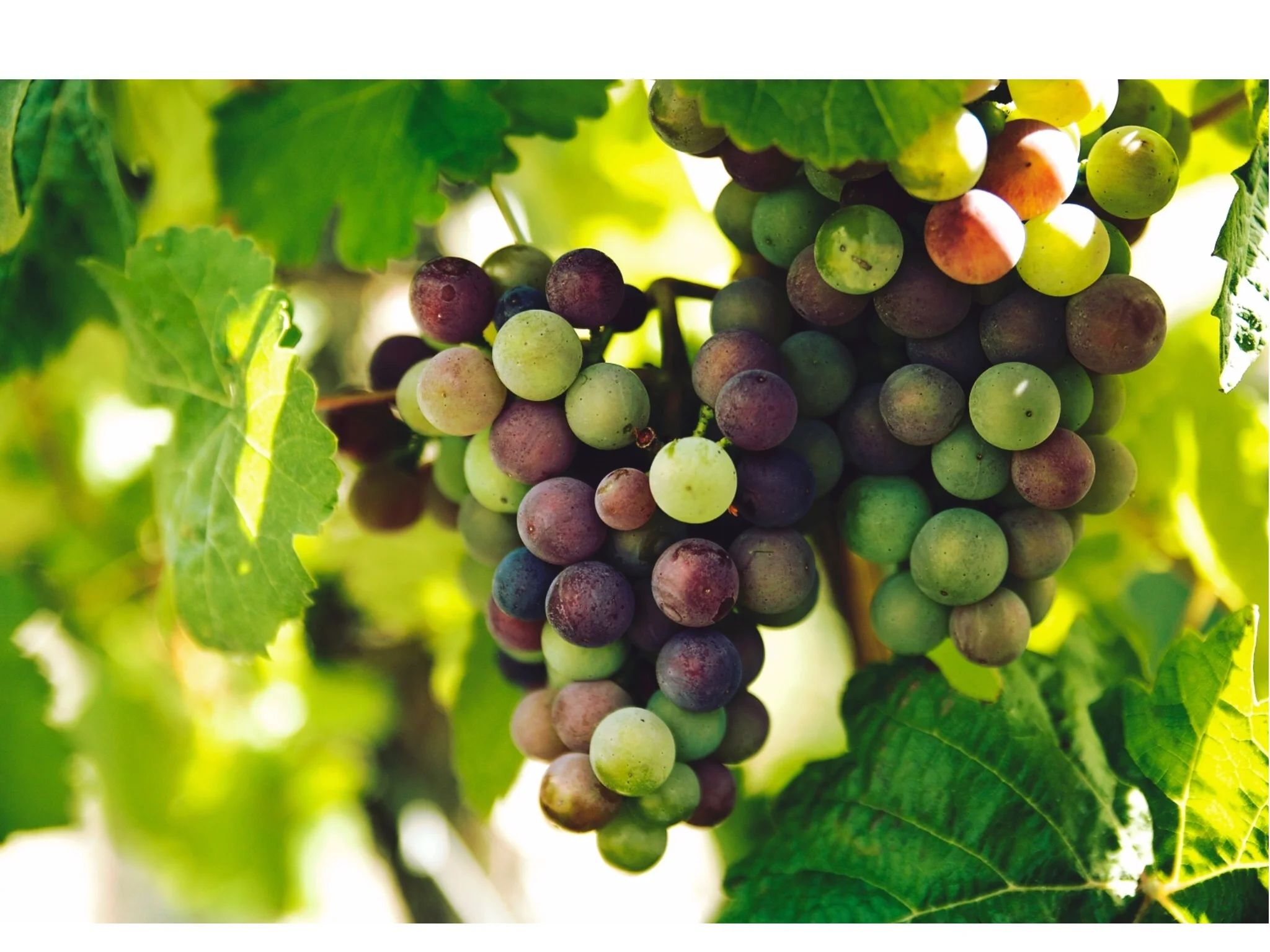 Lent 2018 - Red Letters - Day 31 - John 15:4