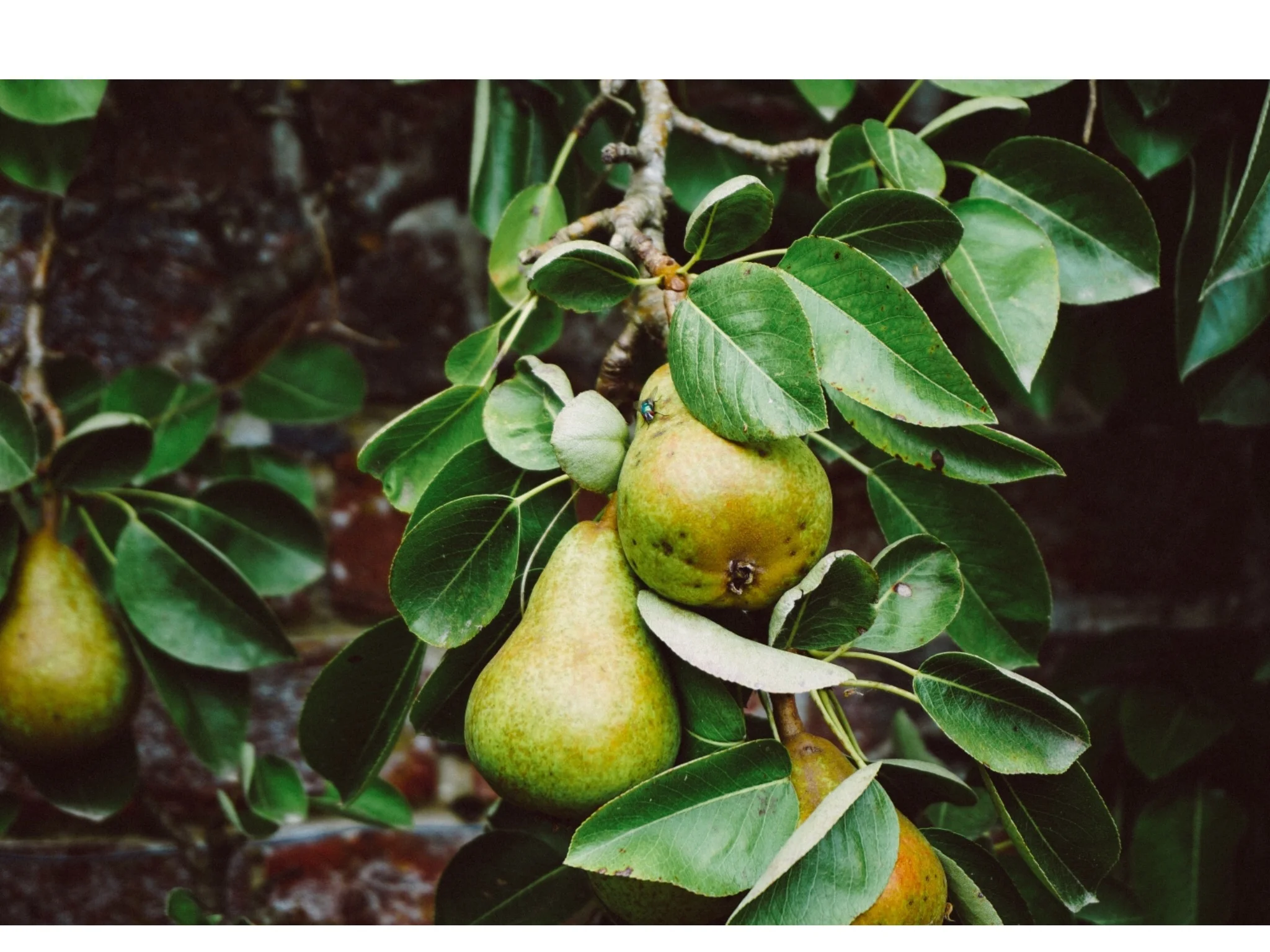 Lent 2018 - Red Letters - Day 32 - John 15:5