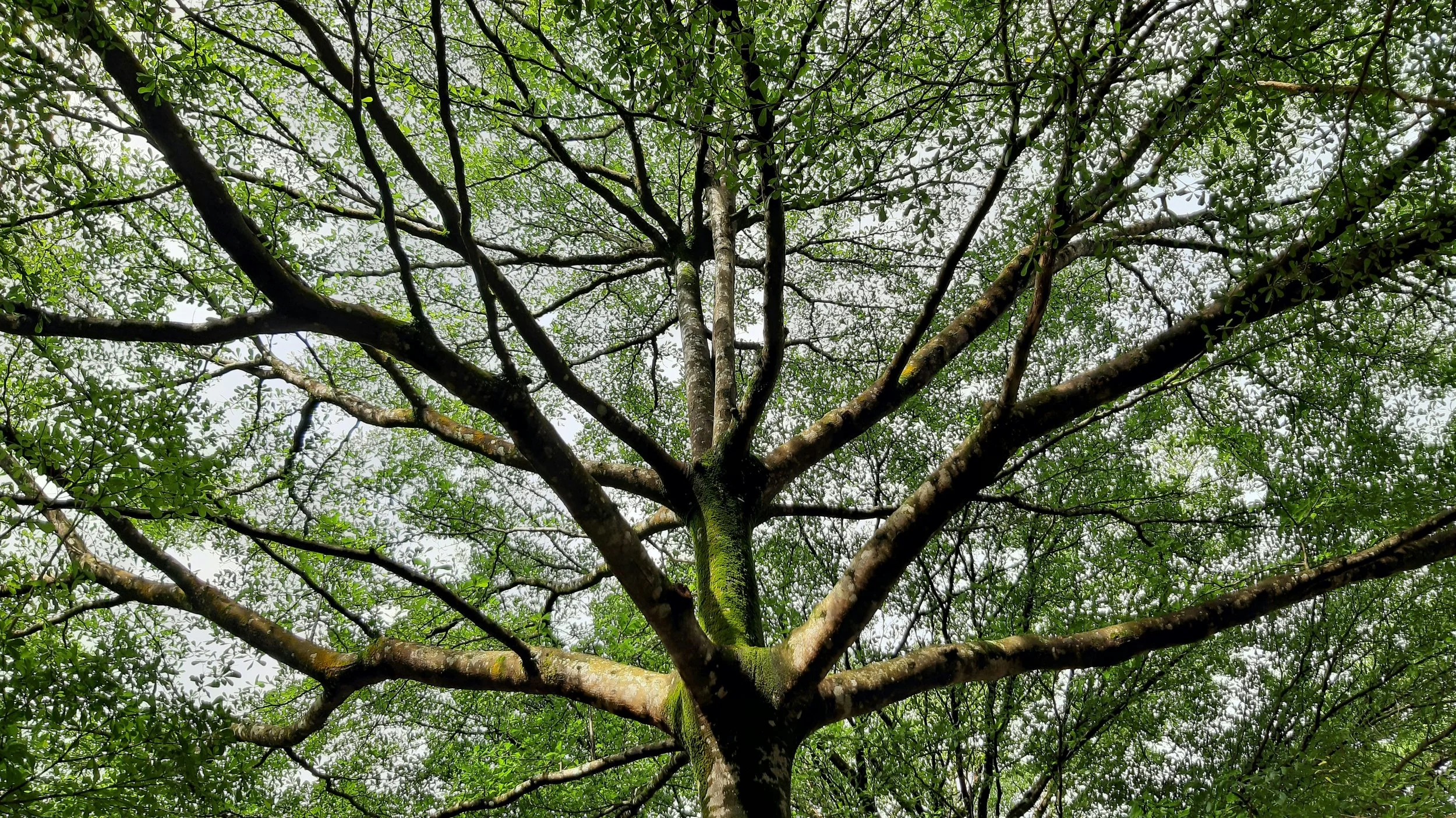 聖書の枝　注釈書