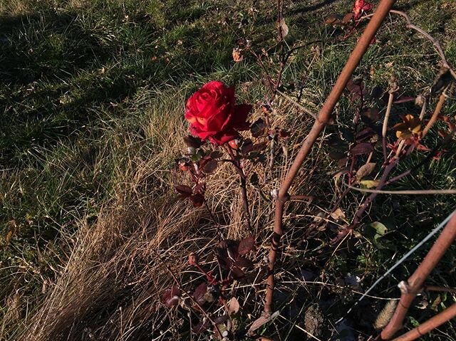 🌹#rose #abbayedesalaz #vaudoenotourisme