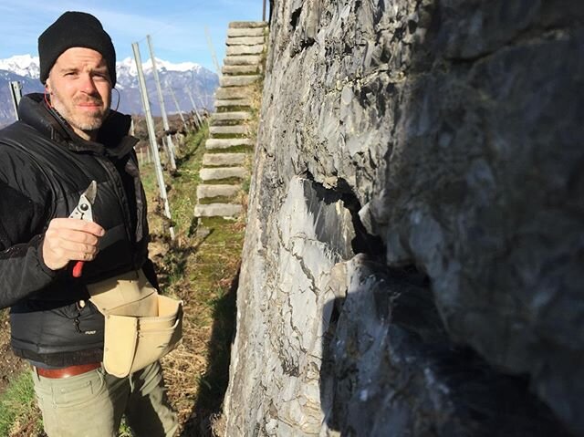 Les murs p&acirc;lissent quand Michel palisse! 🤣 #vinsvaudois #vaudoenotourisme #mursenpierreseche