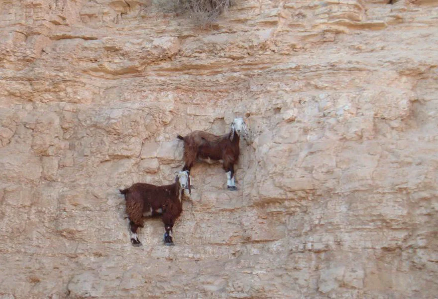 crazy-goats-on-cliffs-3.jpg