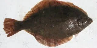 EARLY BIRD FLOUNDER