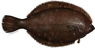 MEMBER GUEST FLOUNDER DERBY