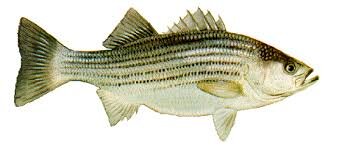 STYRON/KAELIN STRIPED BASS DEBRBY