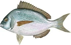 PORGY DERBY