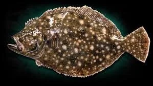 LEE SMITH FLUKE DERBY