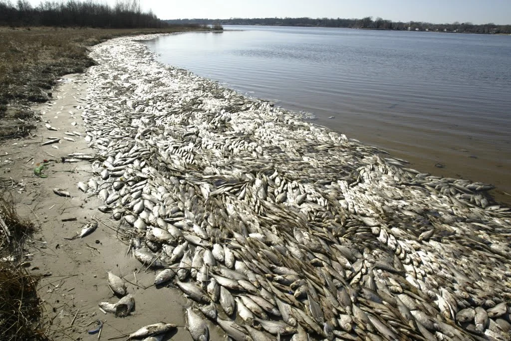 fish.jpg