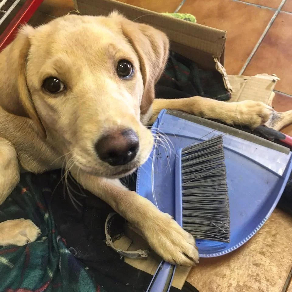 dog.jpg