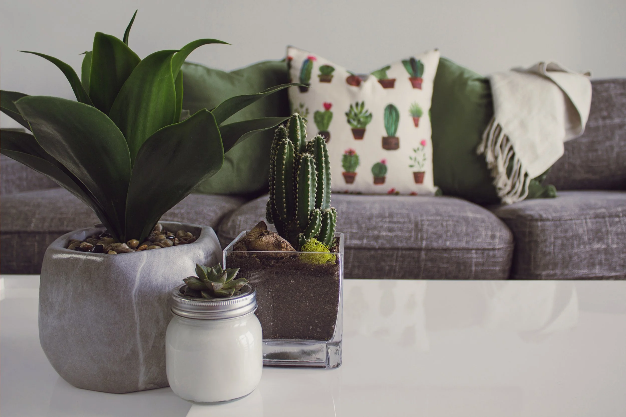 Start your own succulent collection