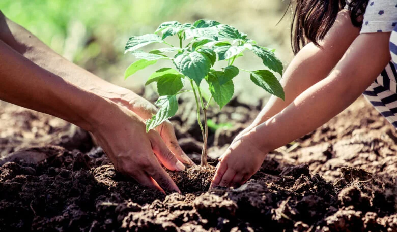 Nourished And Nurtured Tips For Planting The Summer