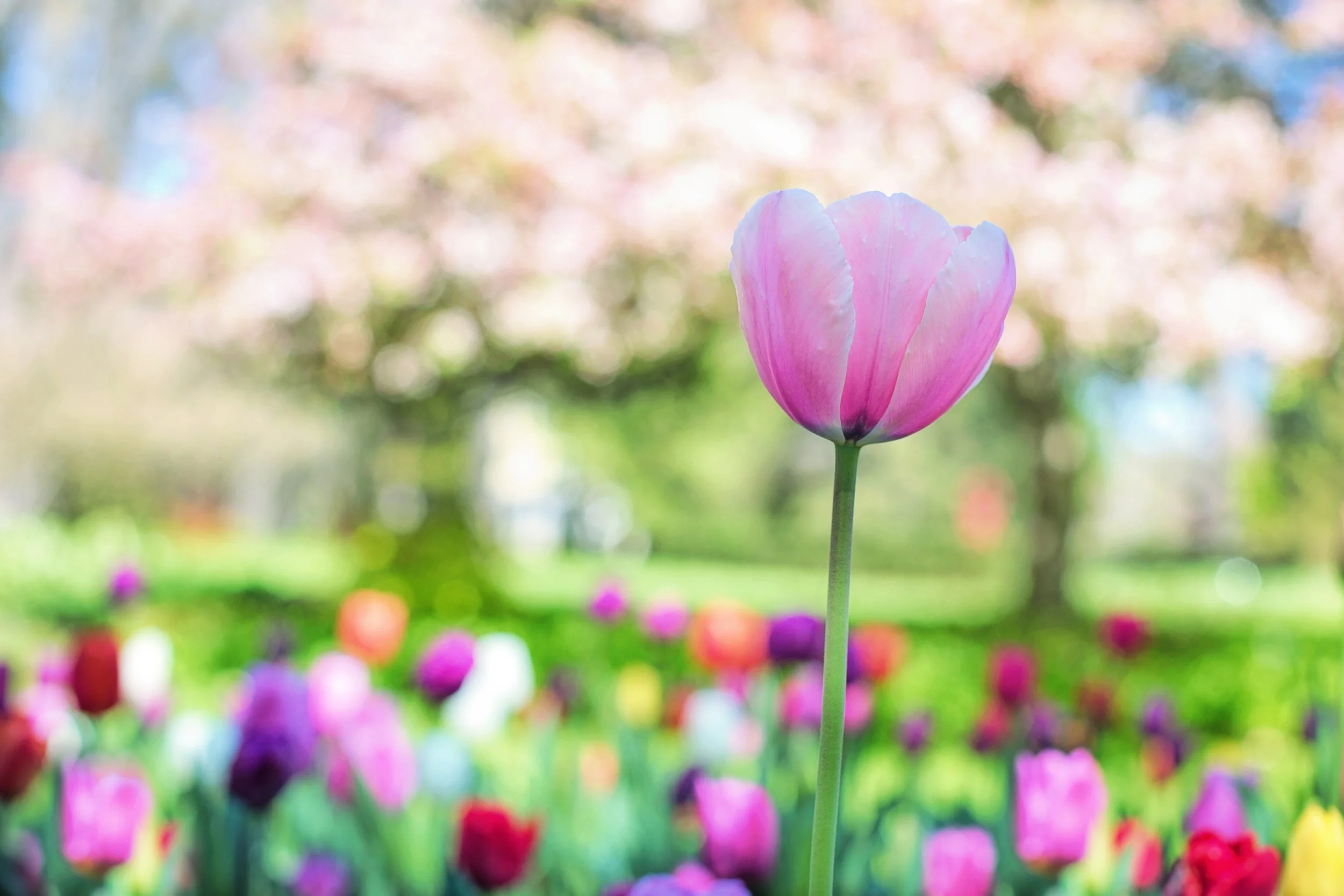 beautiful-bloom-blooming-414211.jpg