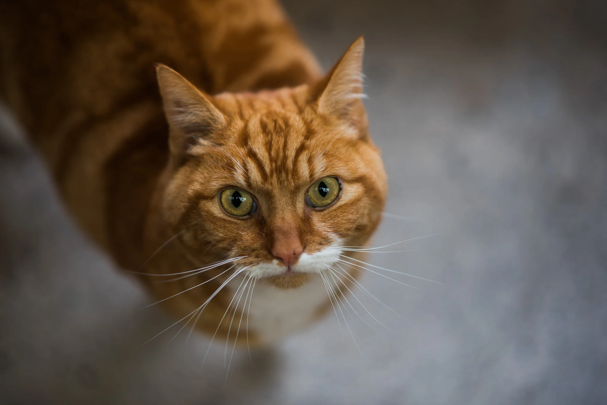 Holmbyre Cattery