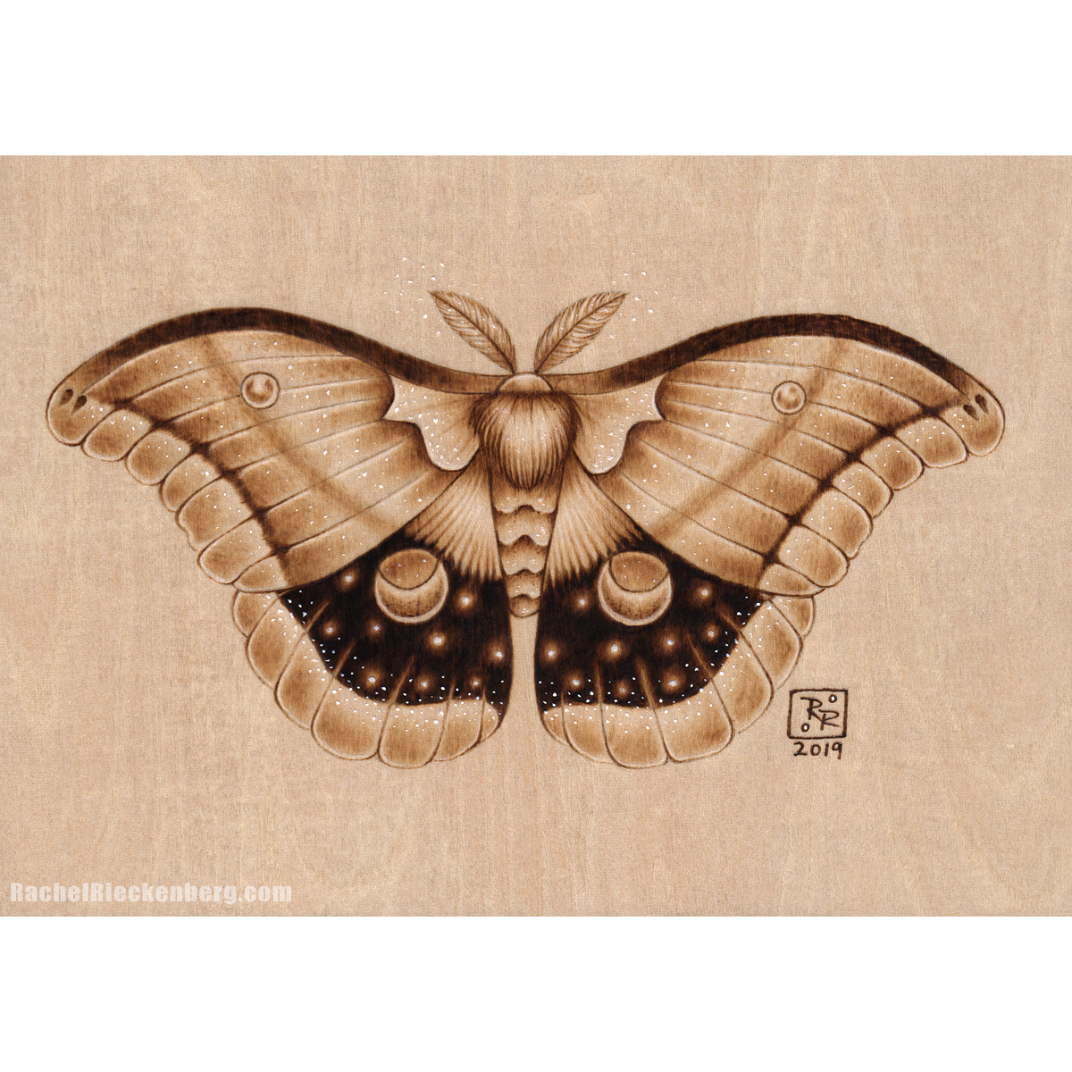 Cosmic Moth 2 _by_Rachel Rieckenberg.png
