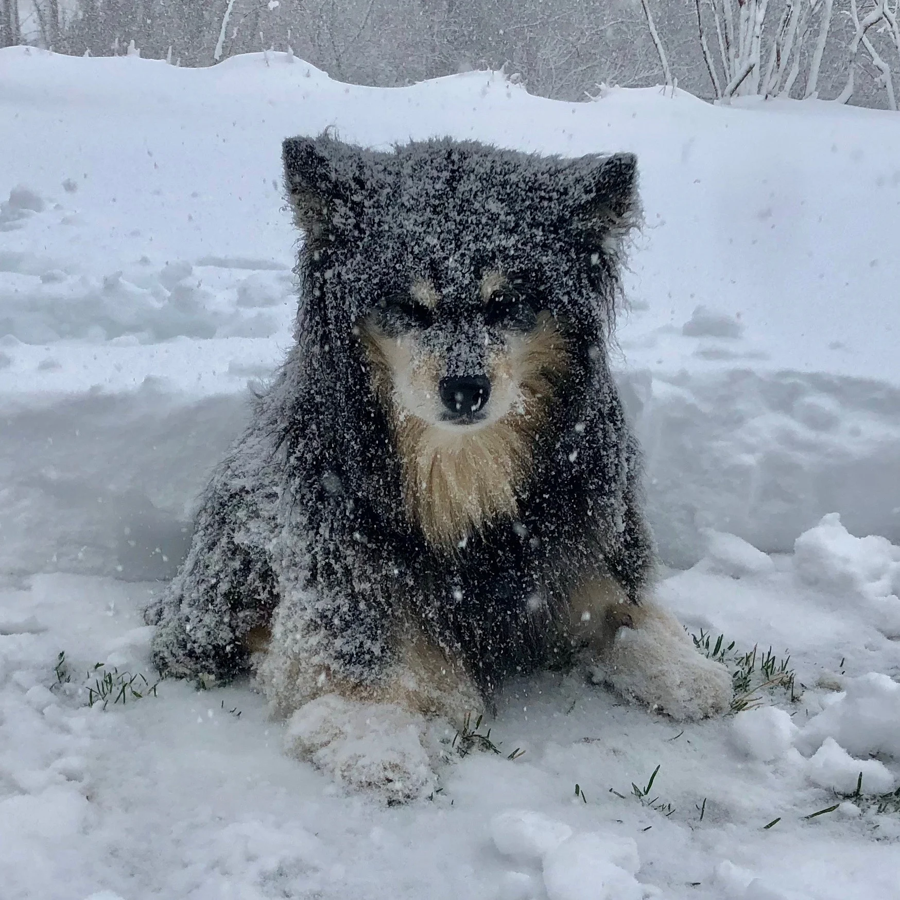 10:00 AM - Kira, our sweet old gal hasn't been feeling well today. She turned 16 on March 11.