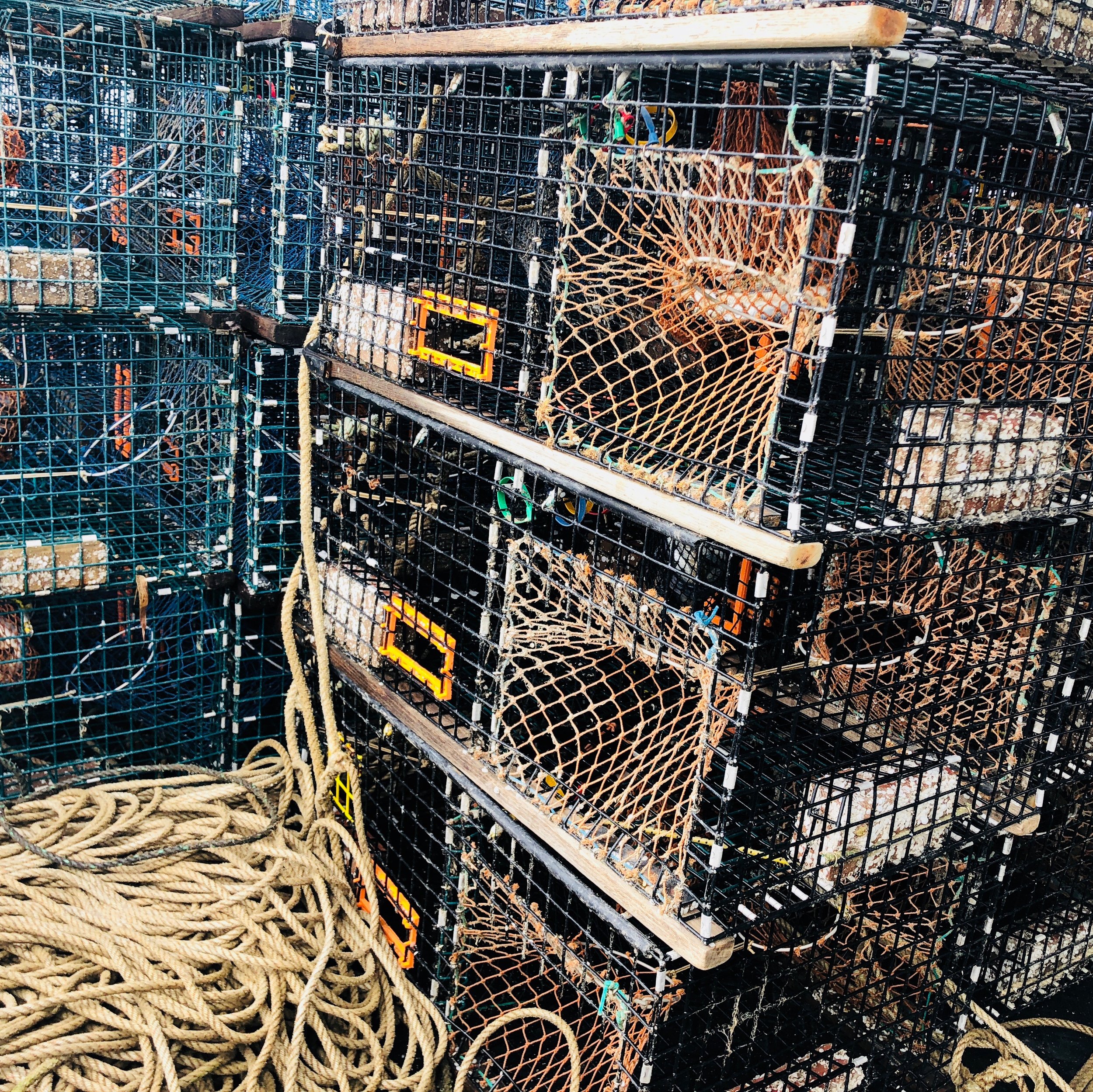 Miles of rope. It looks like a messy pile, but Doug set's it up in a very precise way so that when the 20-trap trawls are "set" the ropes feed out very orderly and safely.
