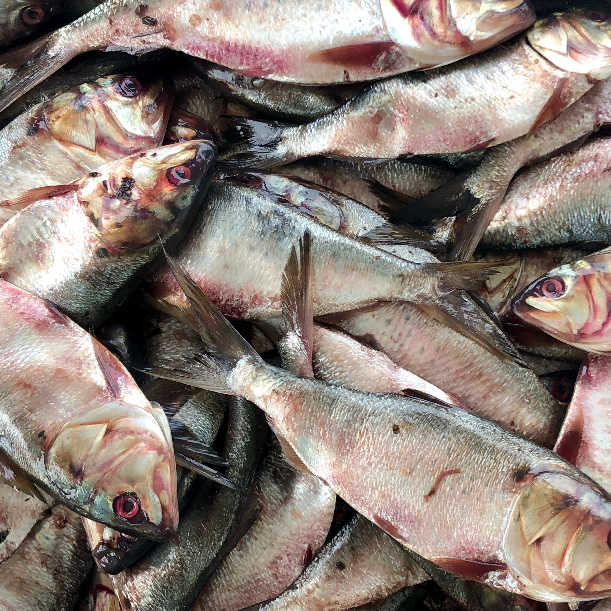 Redfish bait.