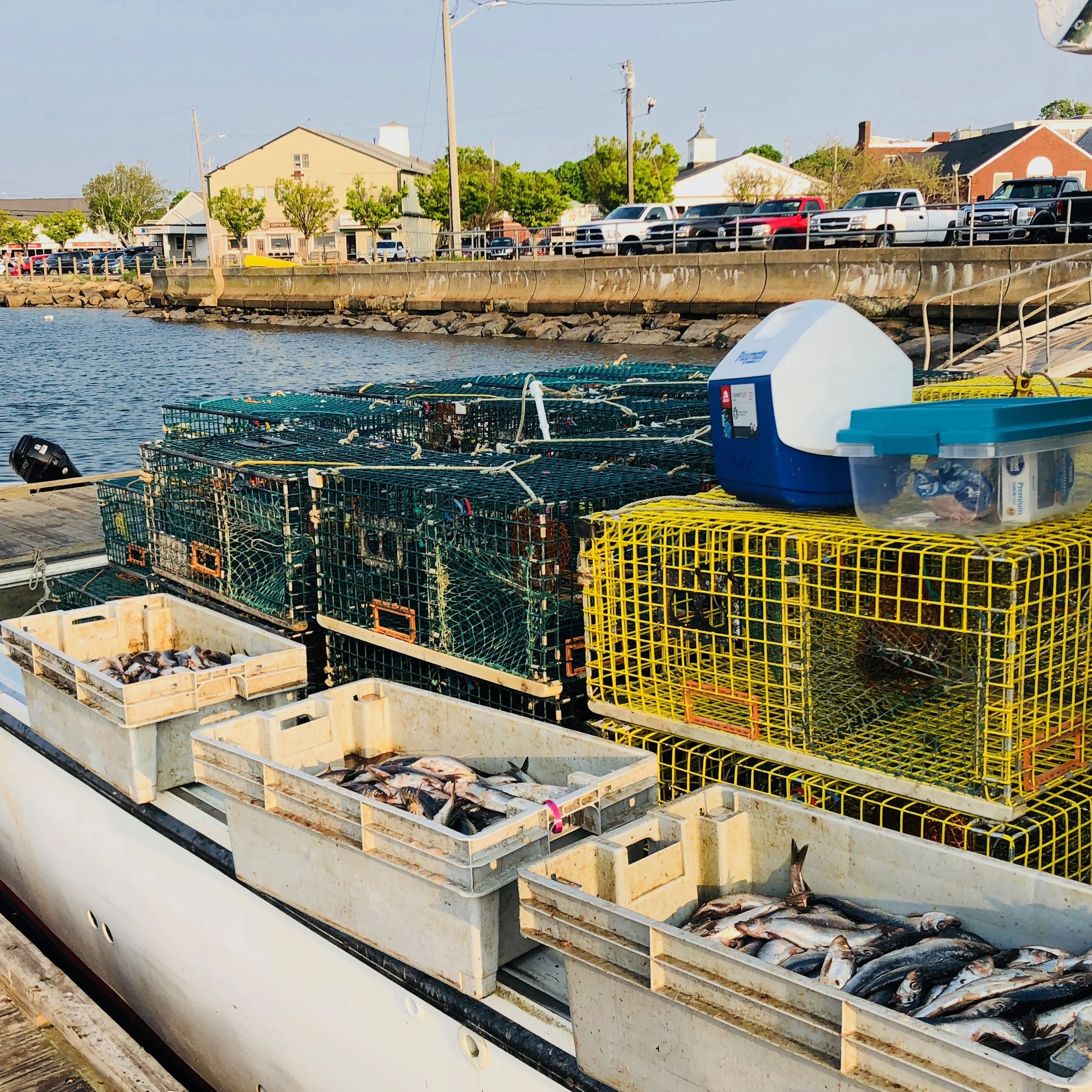 Traps and bait, before setting out.