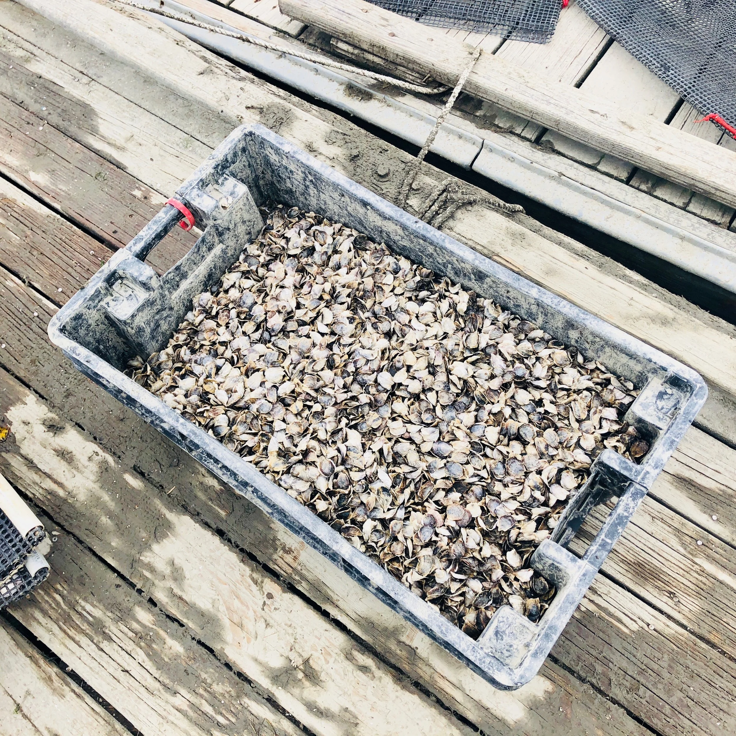 082118 seed.jpg