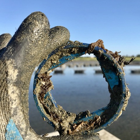 Emily’s holding the type of ring used for measuring the Aunt Dottie oysters. #emfay photo