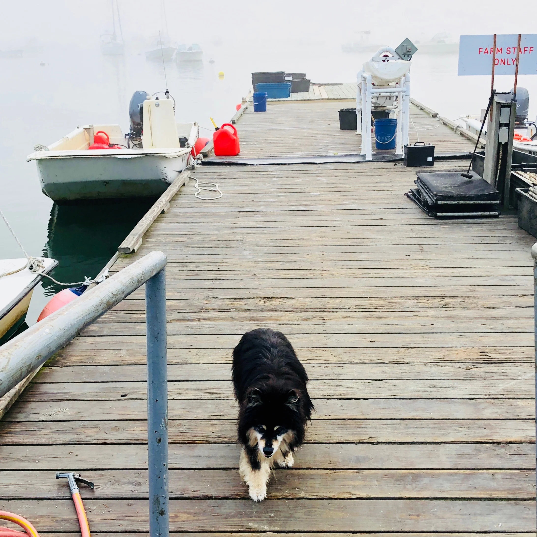 091618 kira on dock.jpg