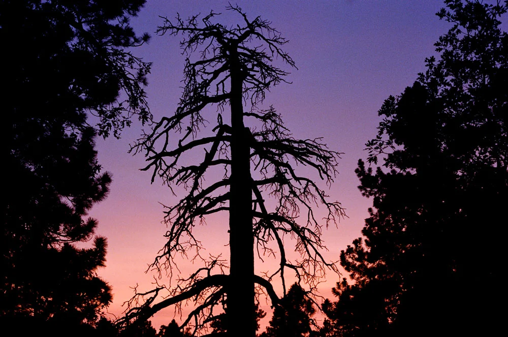 Burnt Tree Big Bear