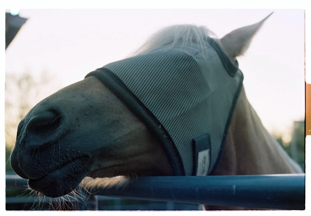 Blindfolded Horse Tucson