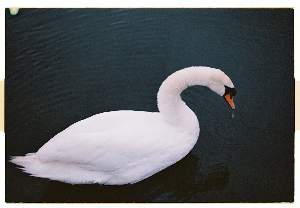 Swan Kensington Park