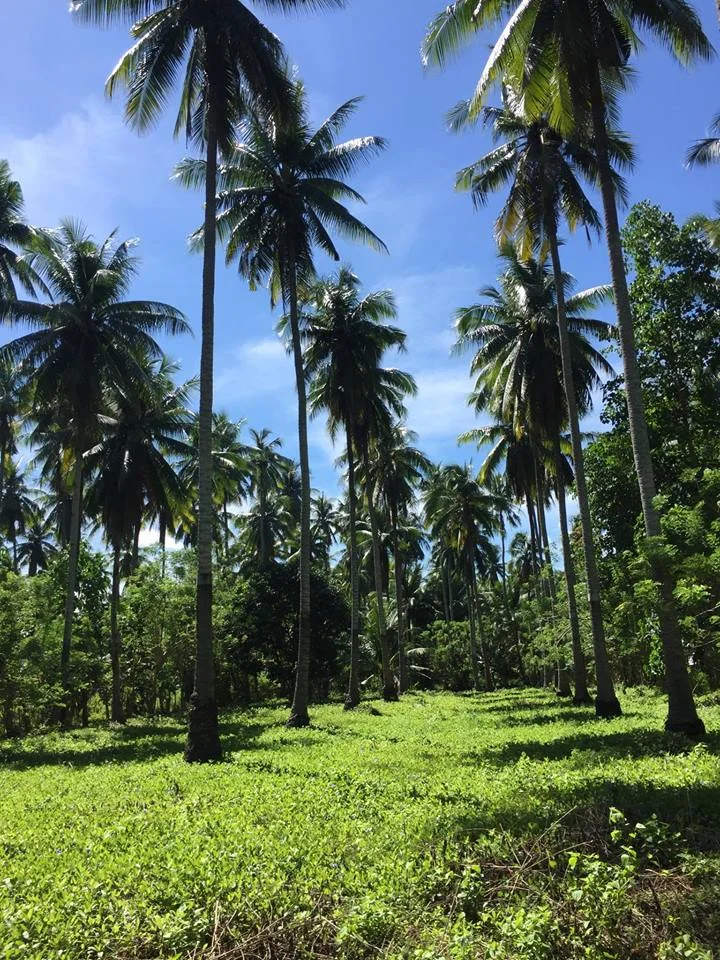 coconut-trees.jpg