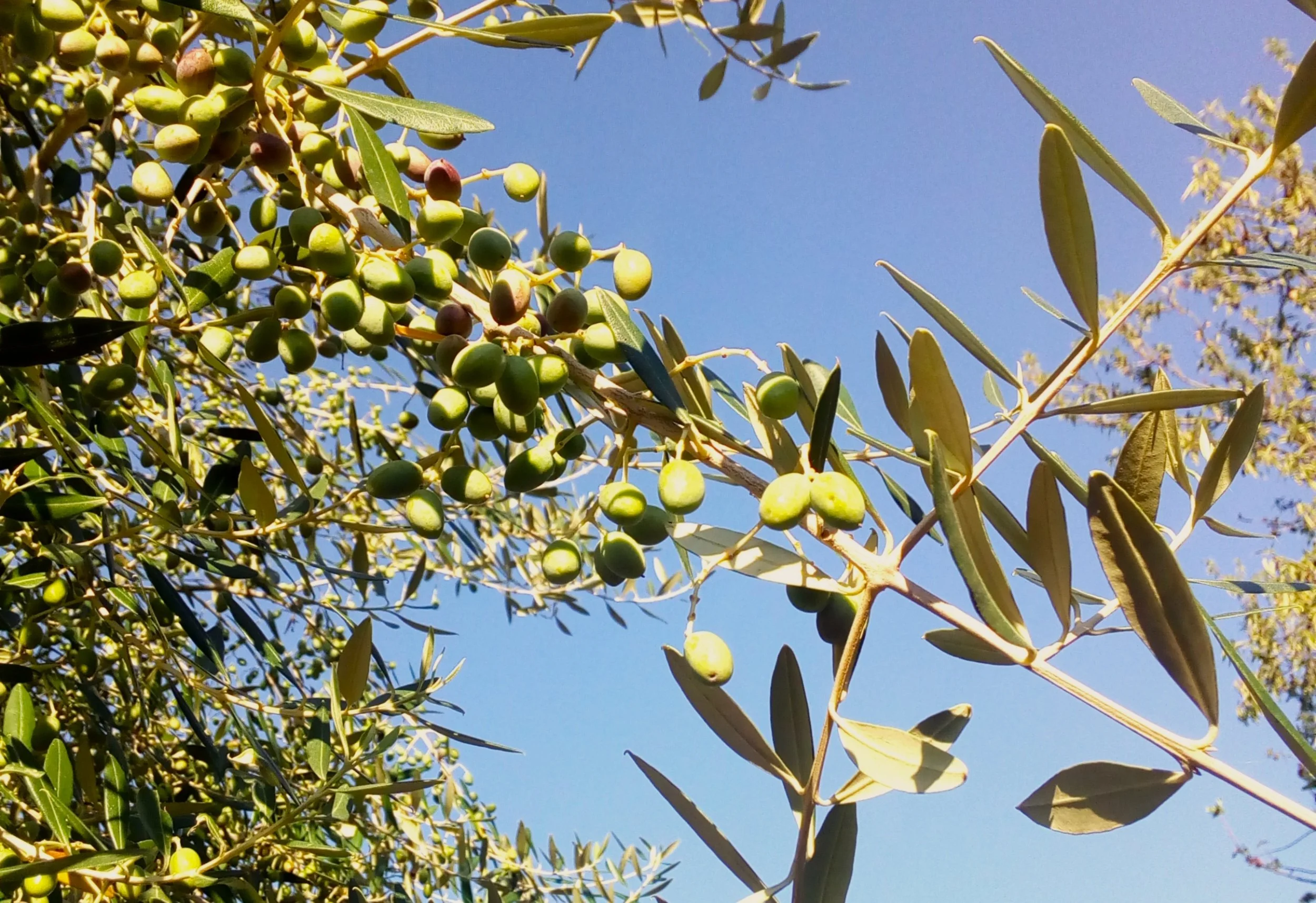 olivefair2.jpg