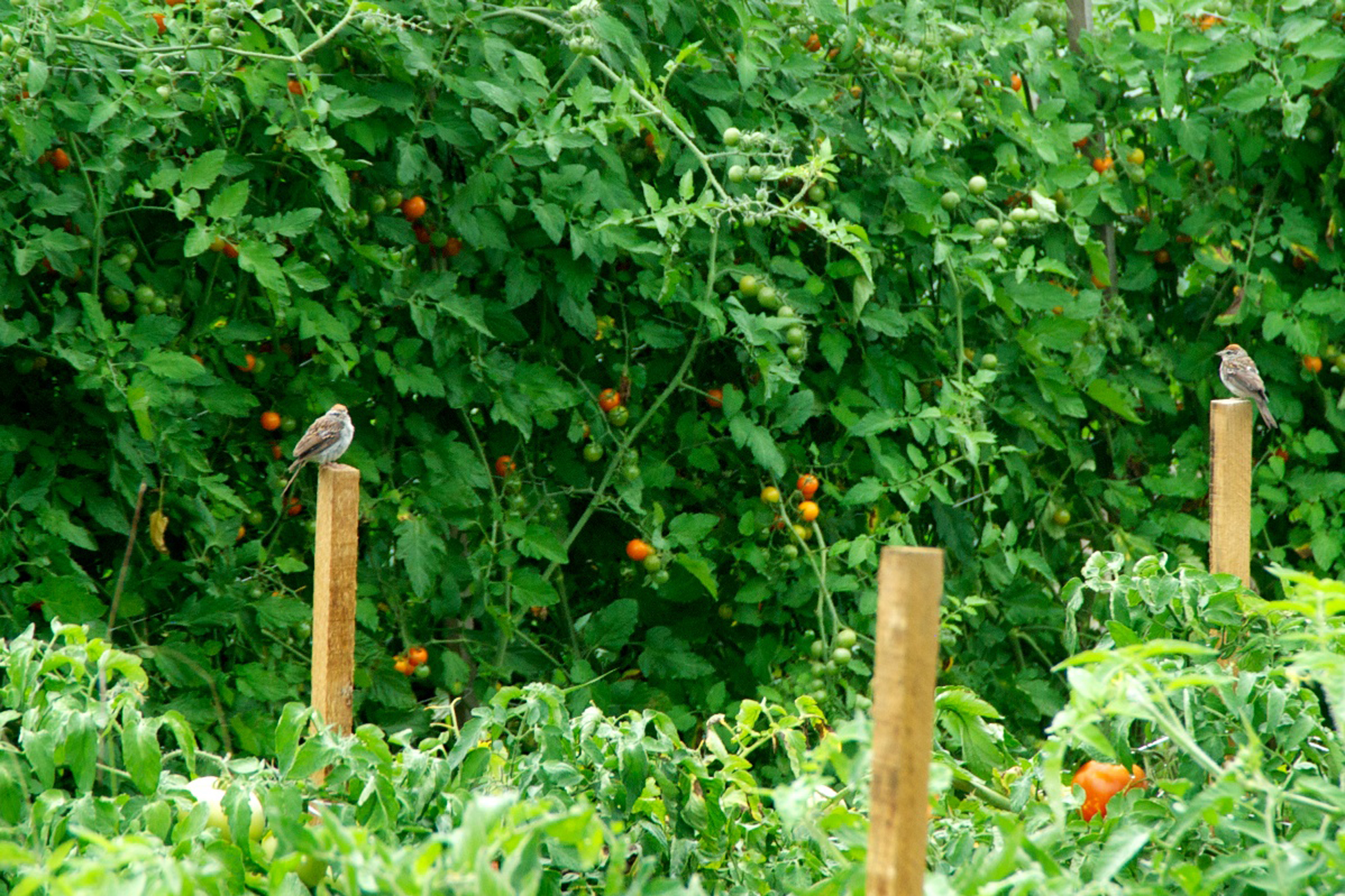 The field sparrows love perching on the sticks in our fields