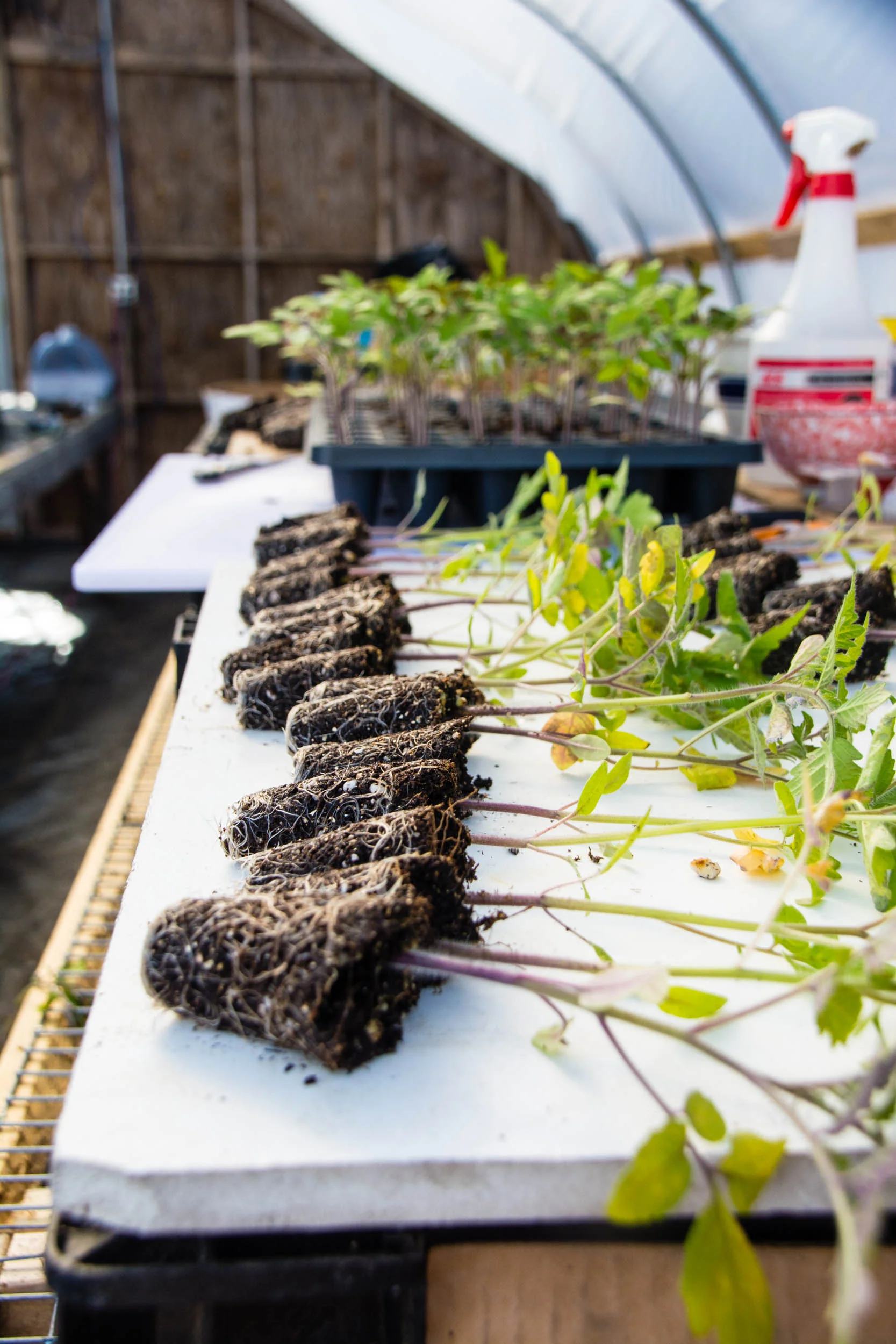 Rootstocks — the leaves don't look great on these plants but it doesn't matter because they are getting cut off anyway. We just want the roots. 
