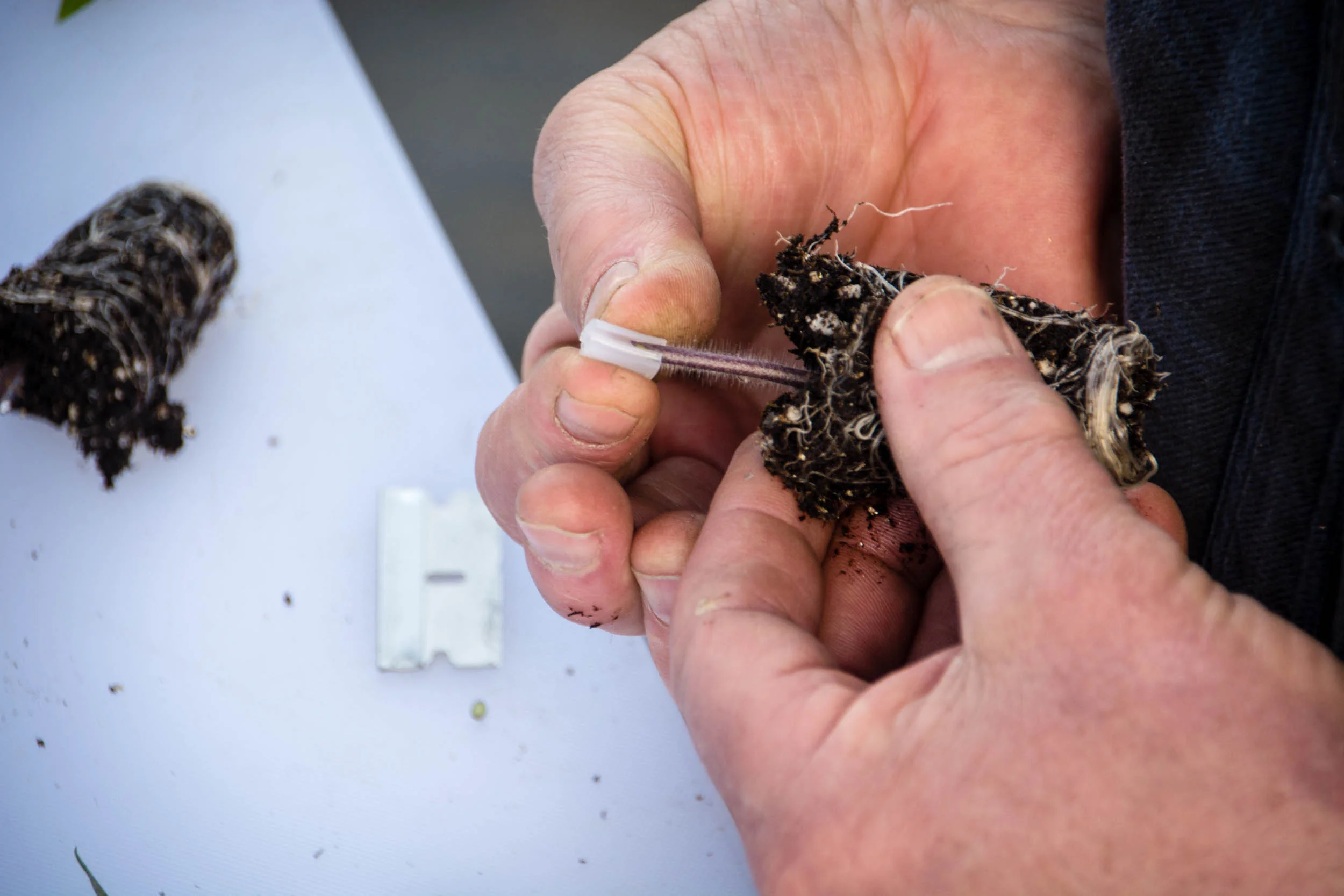 grafting-0436.jpg