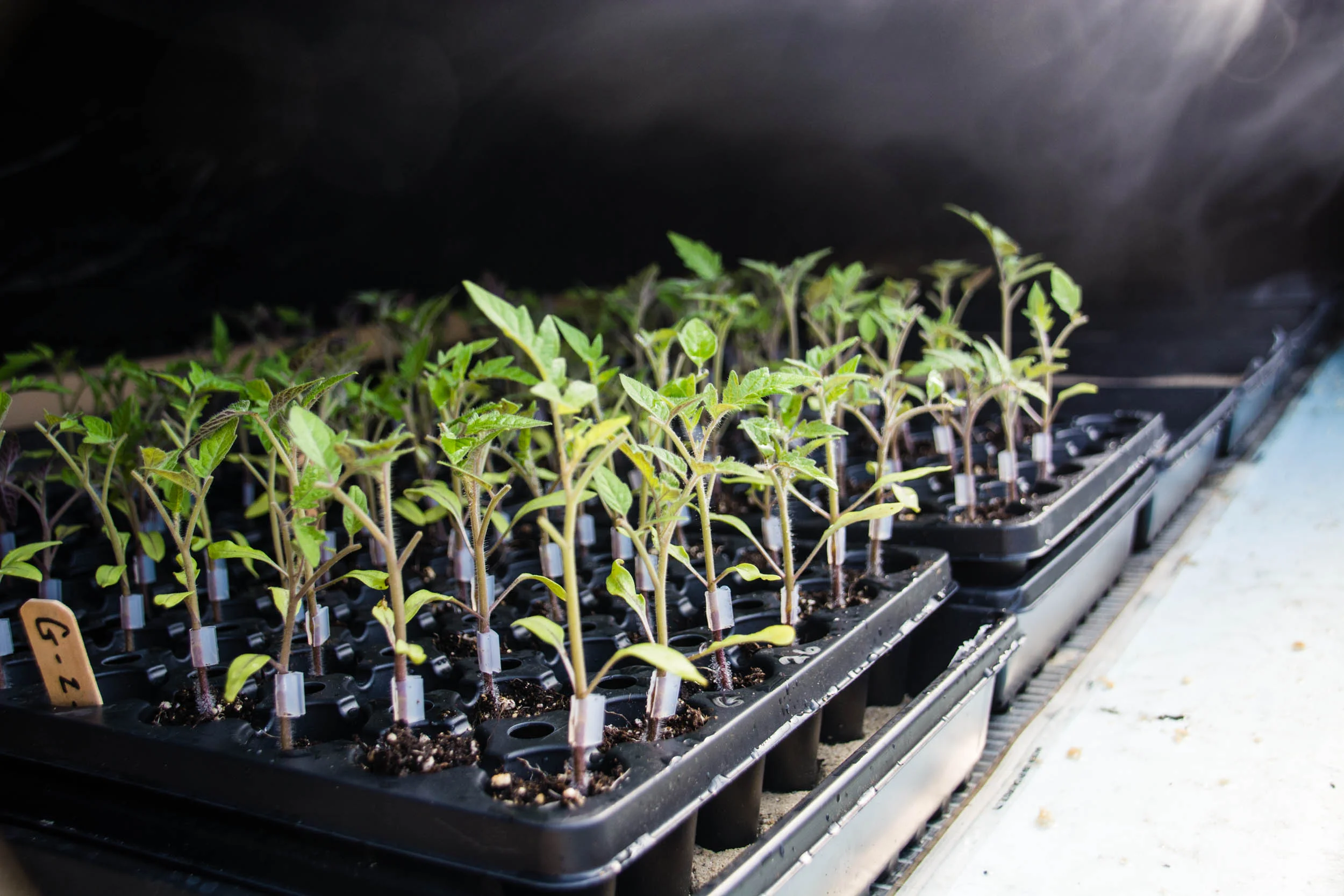 grafting-0460.jpg