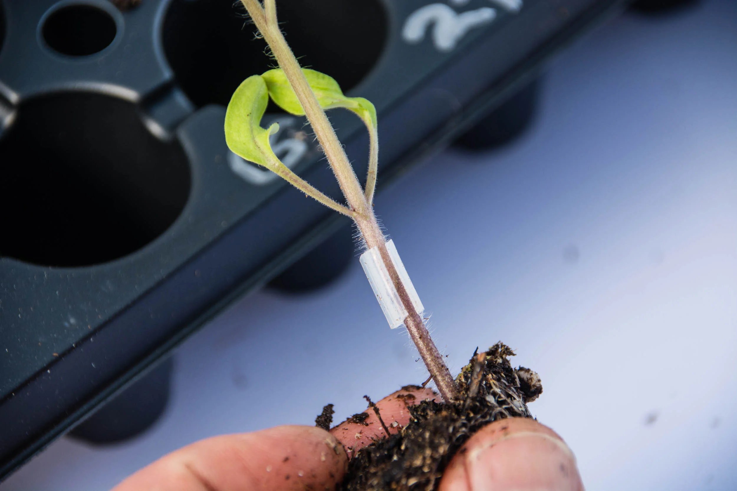 grafting-0456.jpg