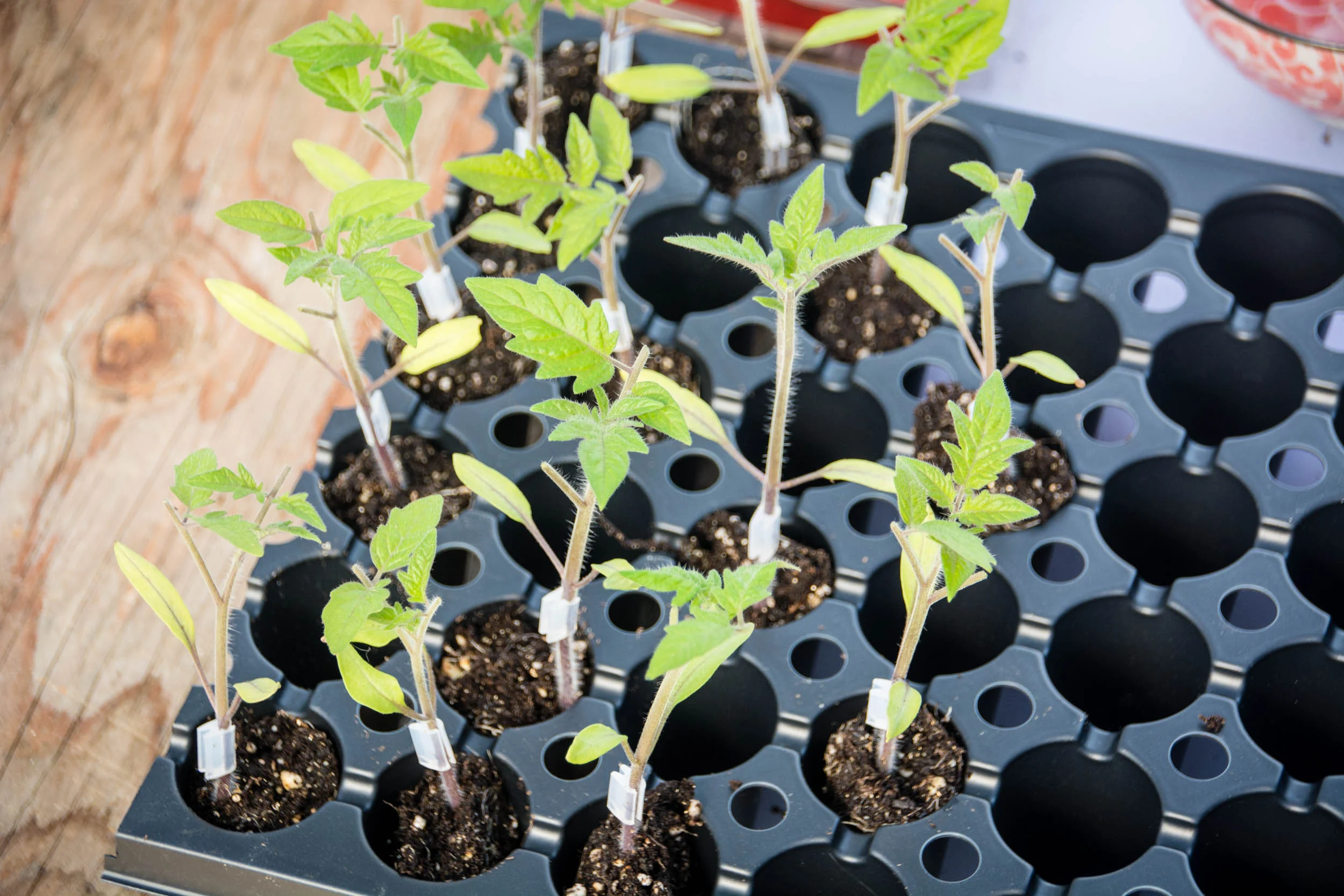 grafting-0455.jpg