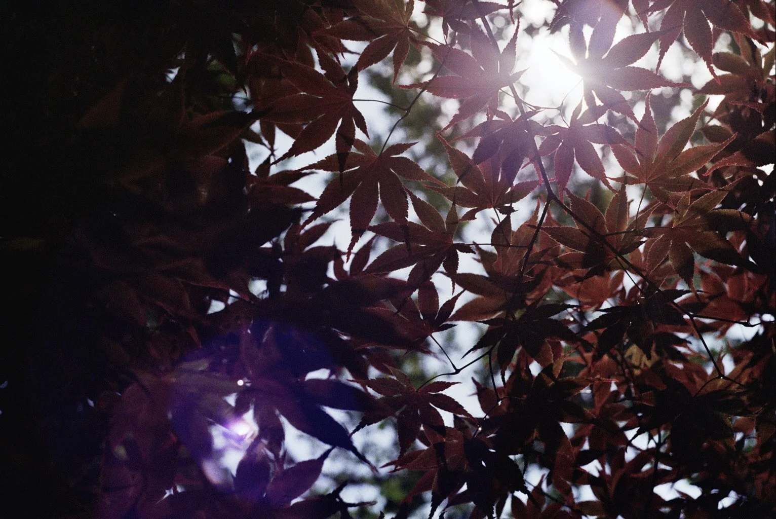 Copy of _11_1857.jpg