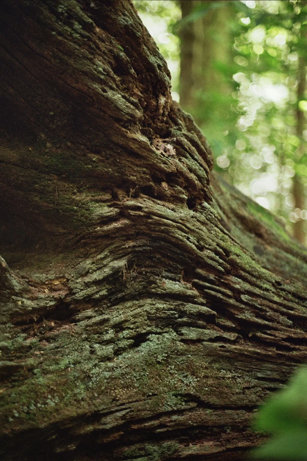 Copy of _36_0510.jpg