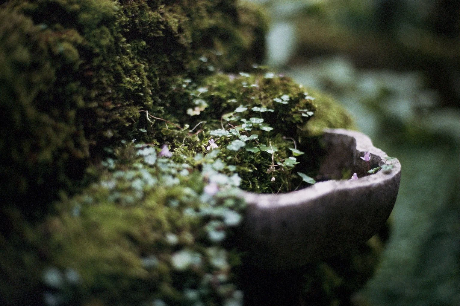 Copy of _36_1259.jpg