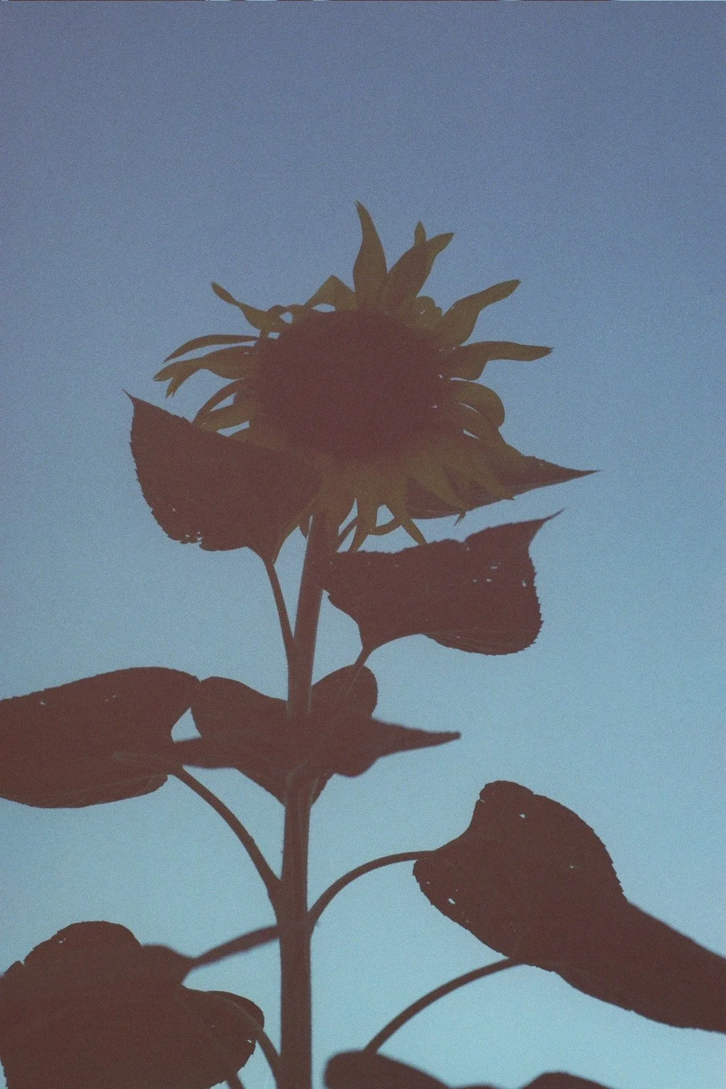 Copy of ---_0545.jpg