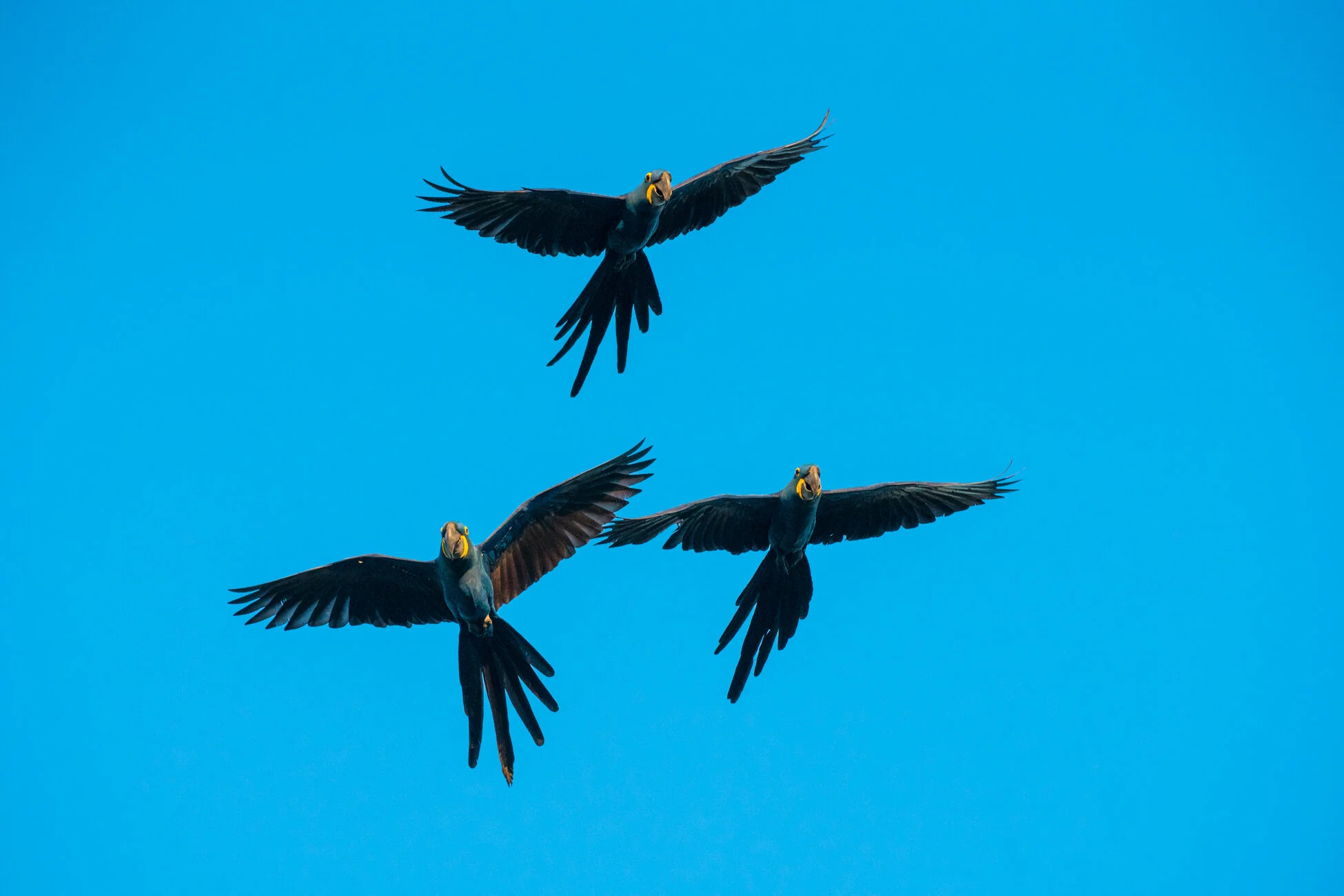 DSC01344 copy-Editar.JPG