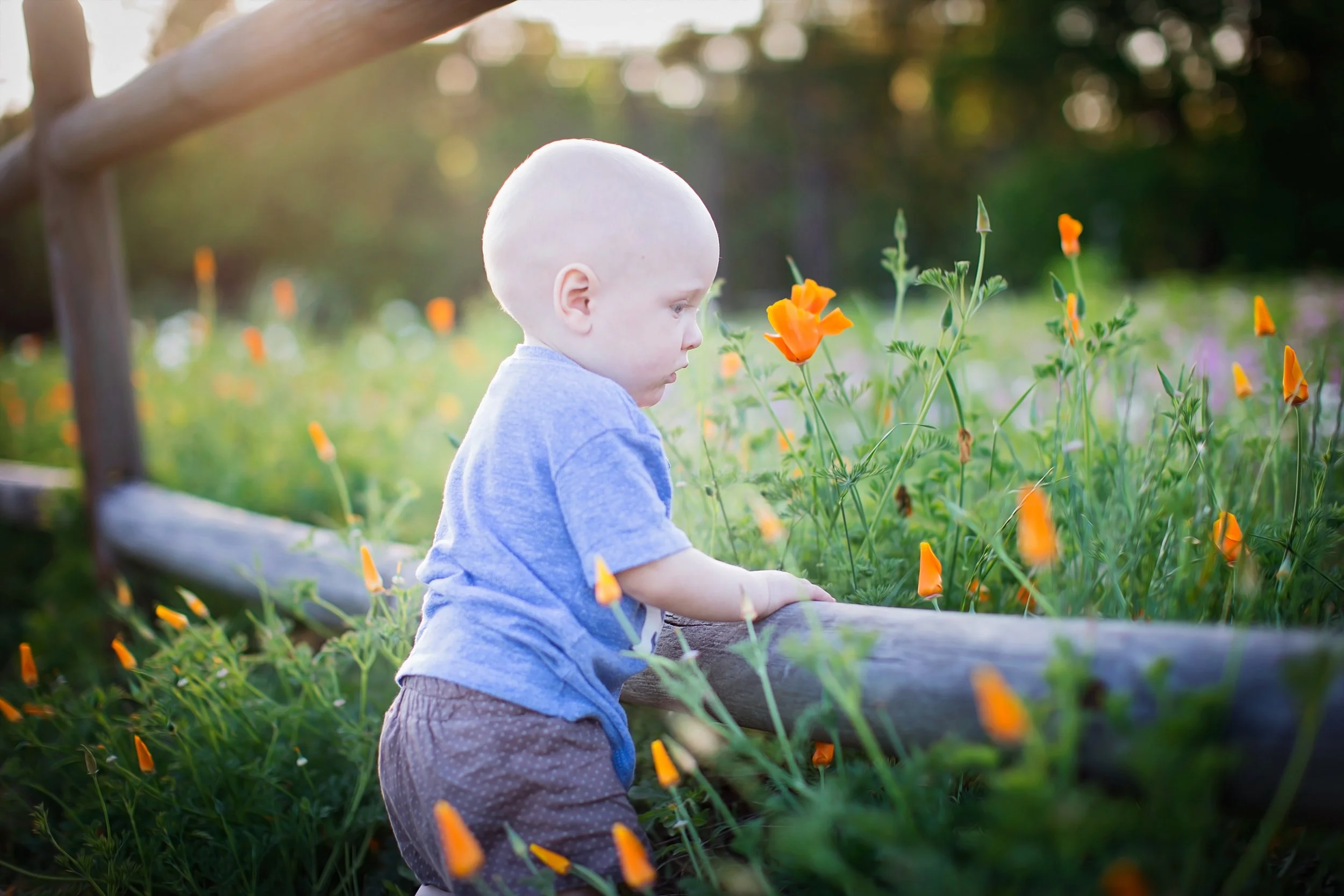 baby-flower-field-orange-poppy-390616.jpg