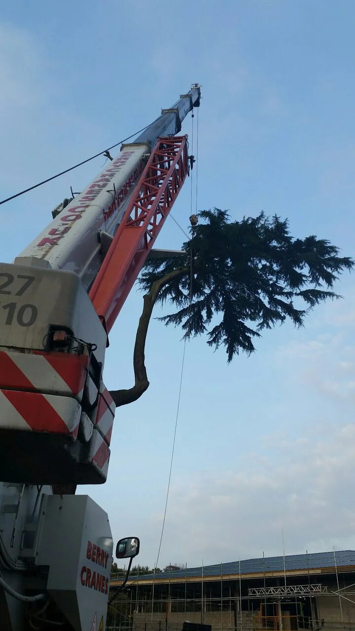Limb removal from a Cedar.