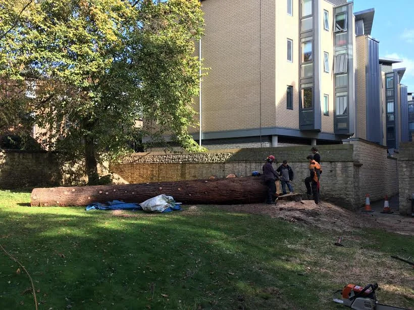 After - Tree felled.