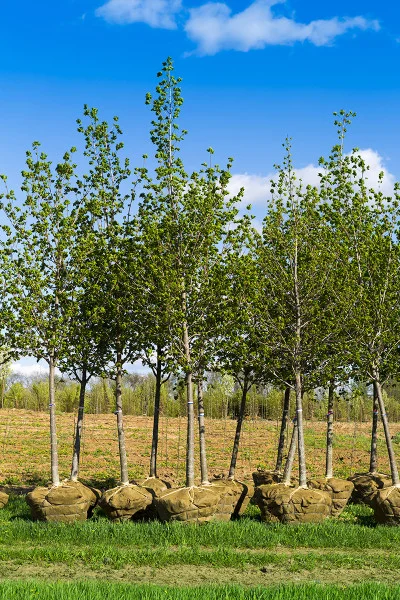 Trees ready to plant.