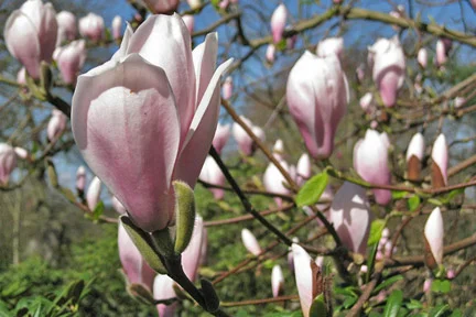 Planted Magnolia in bloom.