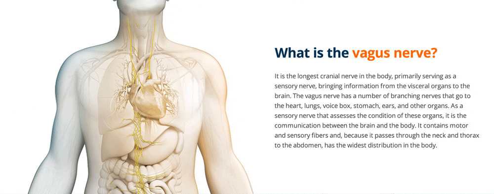 2.0_whatis_vegusnerve.gif