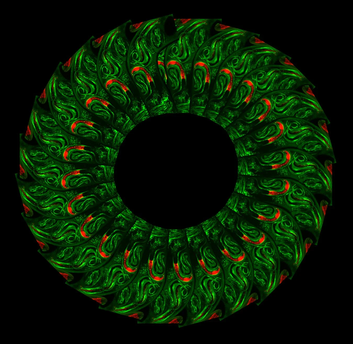 gcampSCA1spiral.jpg